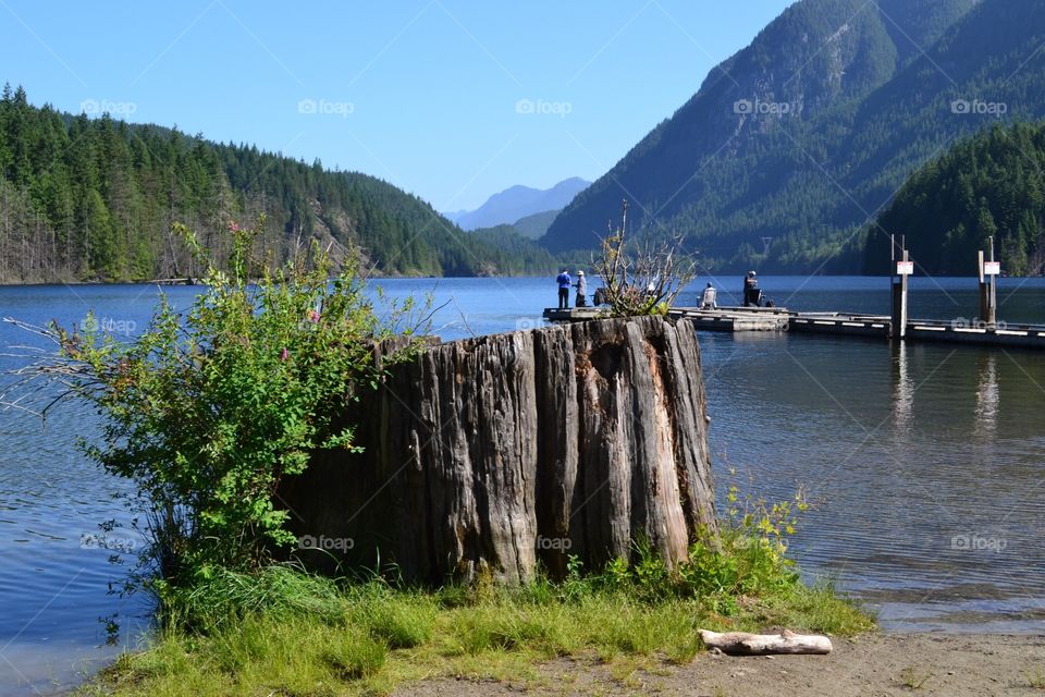 Buntzen lake in British Columbia close to Vancouver, location of many Hollywood movies. This lake is glacial fed reservoir, surrounded by mountains and is in a rainforest and old growth area. Photo shows an old growth log stump