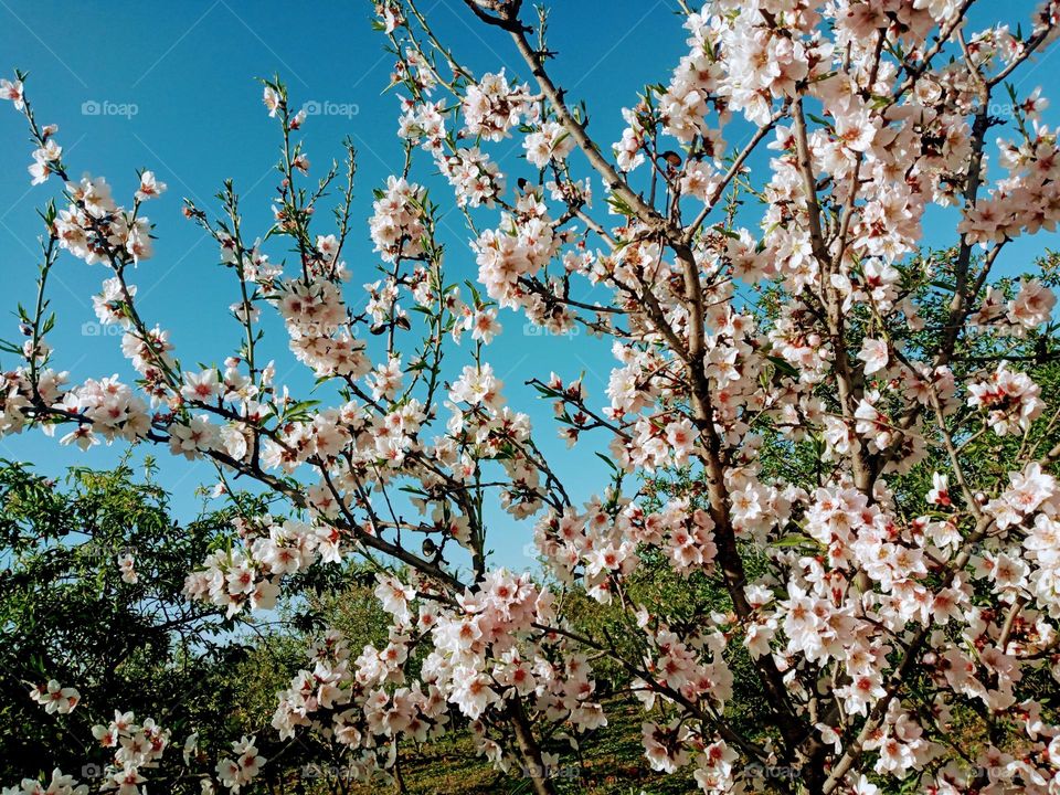 Florissant Ammand trees