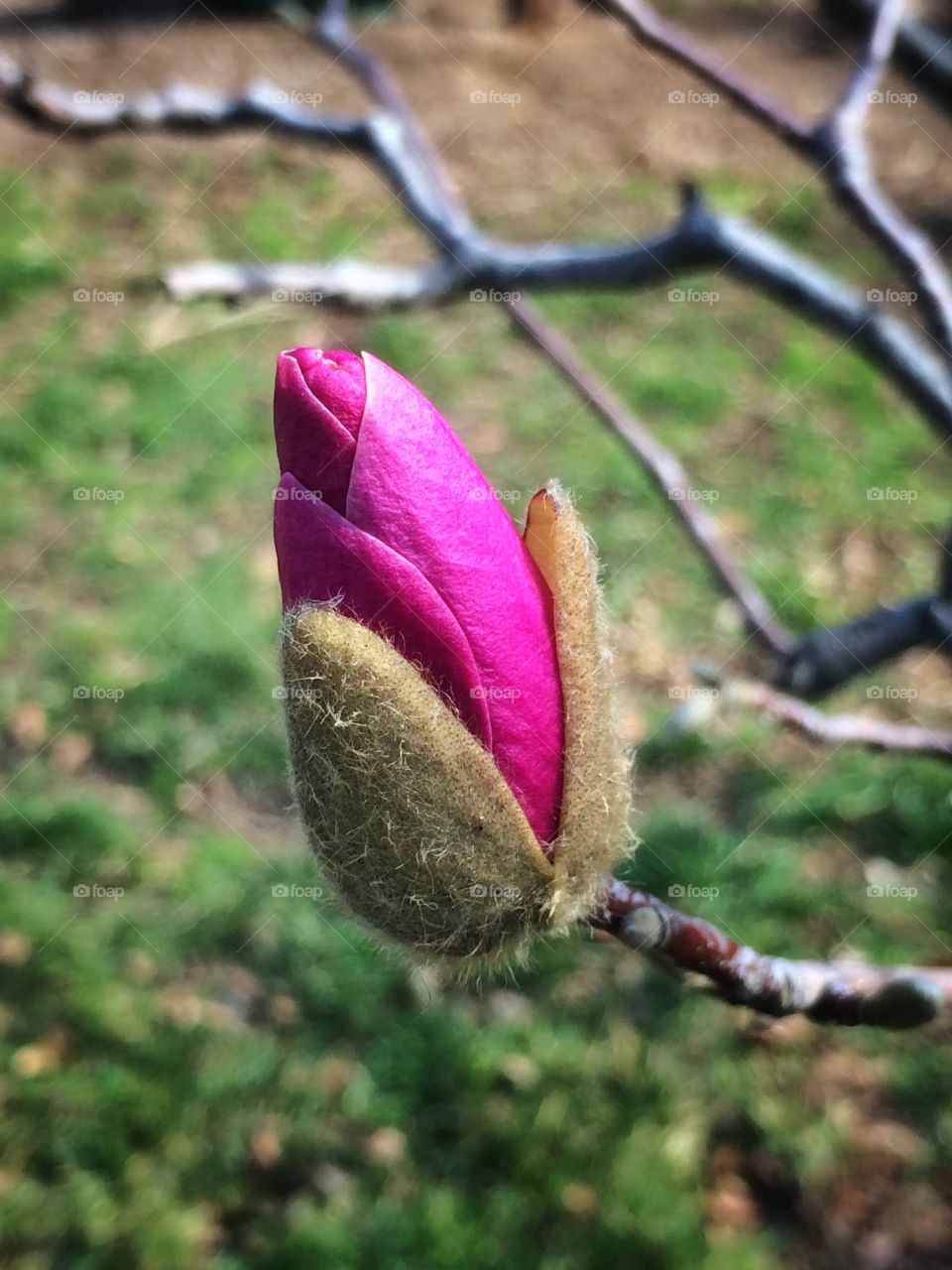 Close-up of magnolia bud
