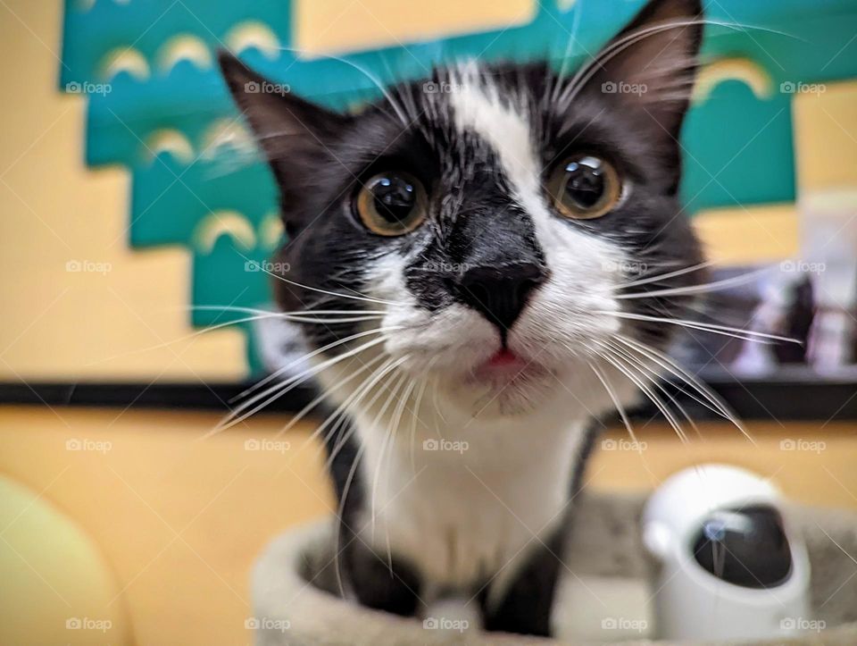 Every day is Caturday