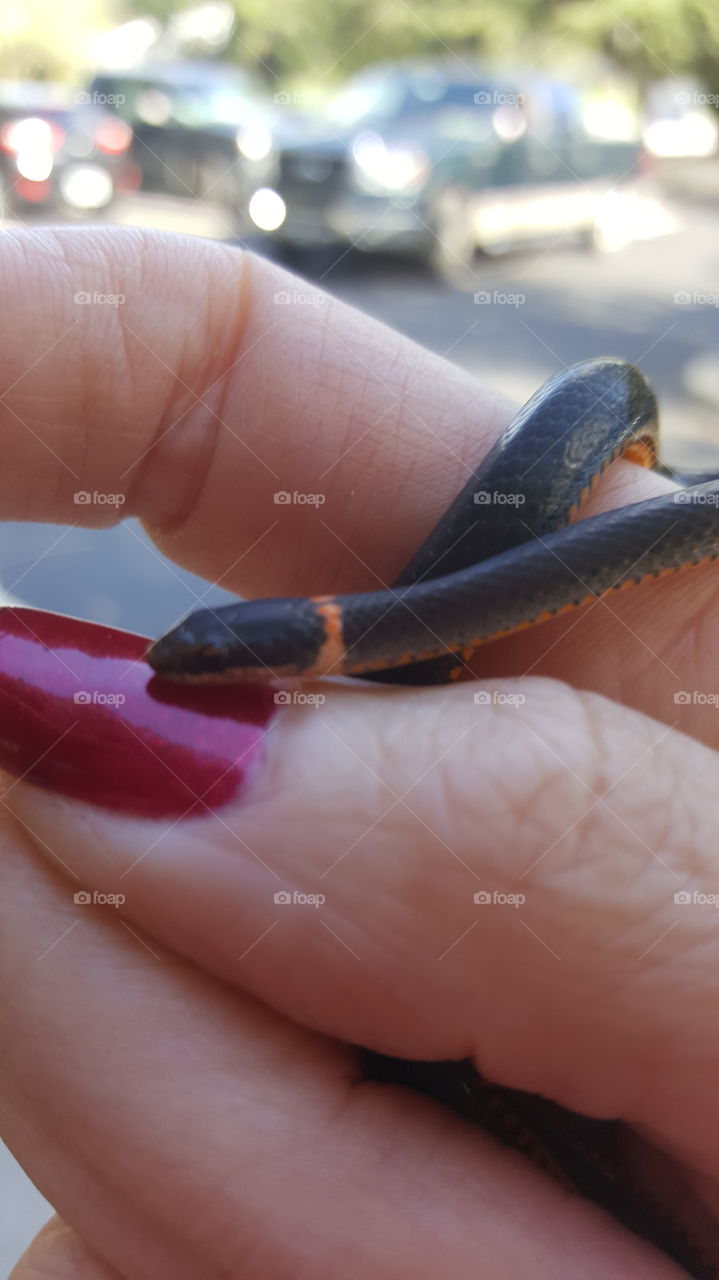 Baby ringneck snake native Florida wildlife rescue from parking lot