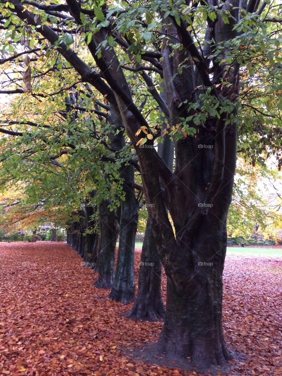 Autumn ground cover