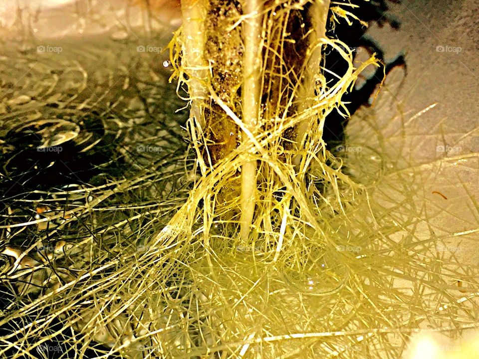 Roots of a cucumber plant inside of an aeroponic tank
