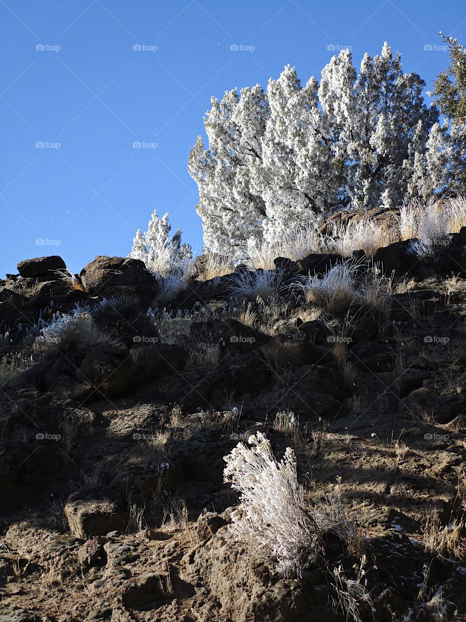 A magnificent frost covers juniper trees in Central Oregon on a beautiful sunny winter day. 