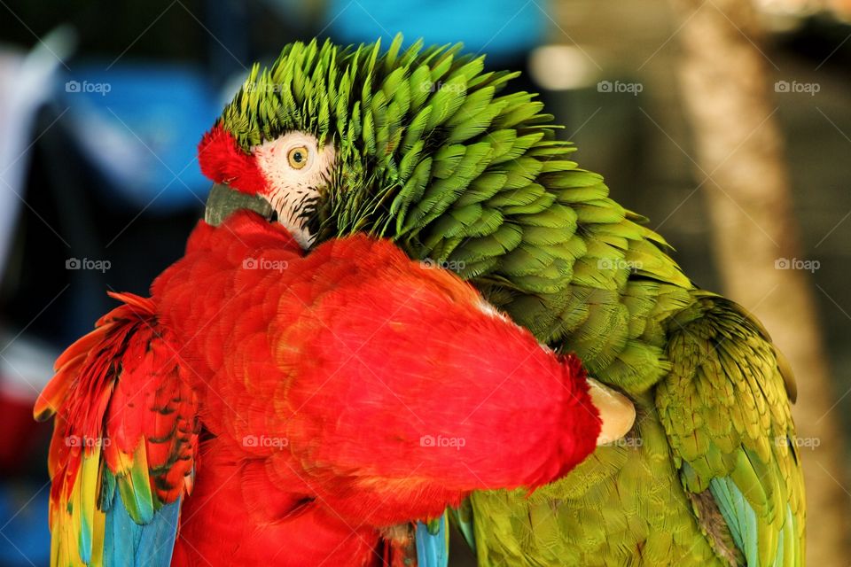 two parrots