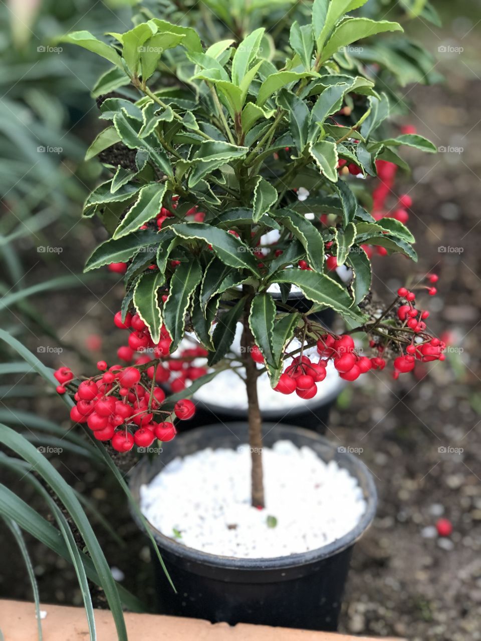 Plantas e suas belezas