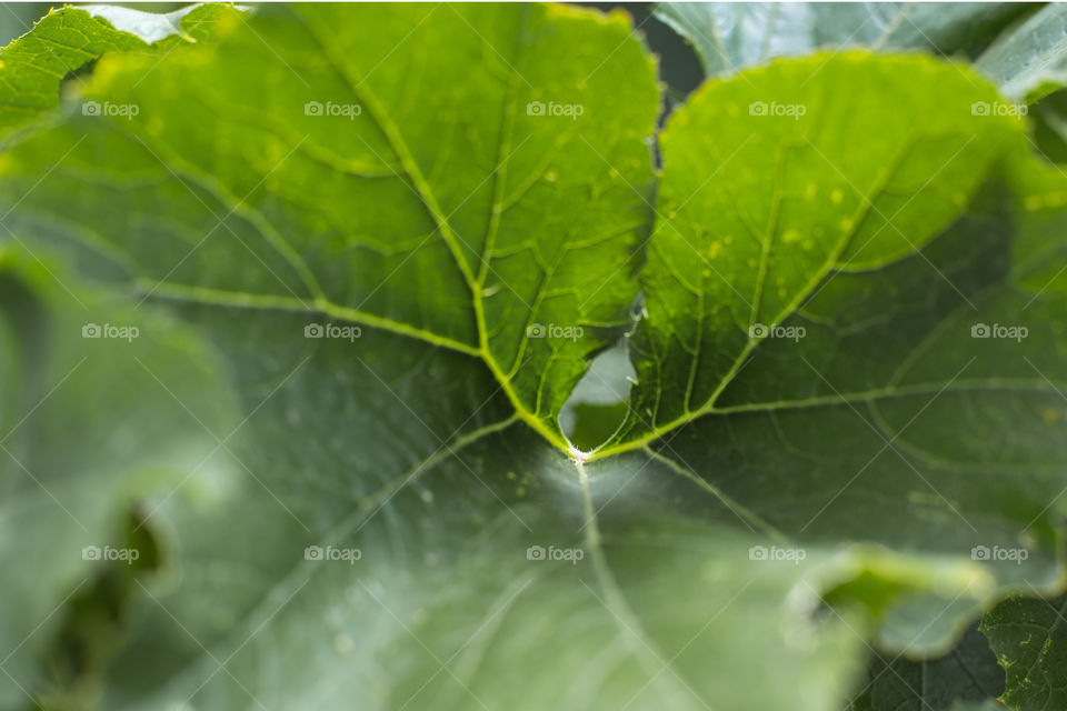 Zucchini leafs 