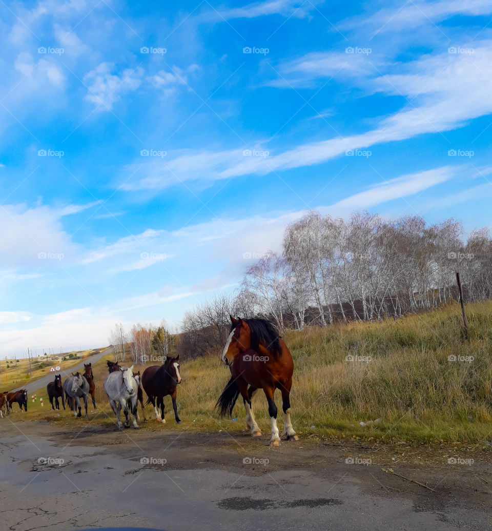 Лошади кони небо трава осень дерево поле табун лошадей