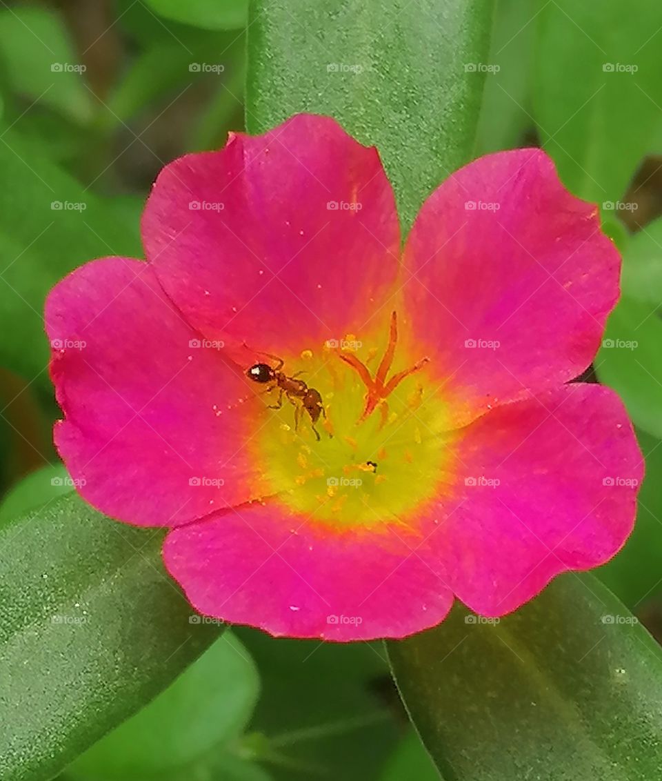 An ant enjoying the nectar of a flower