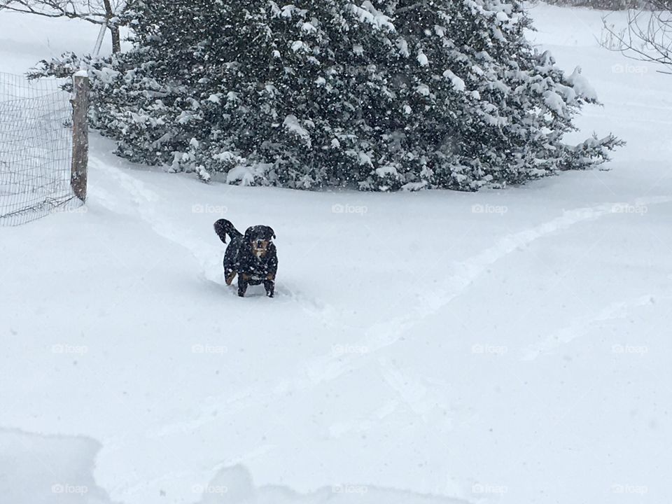 Dogs playing in the snow 