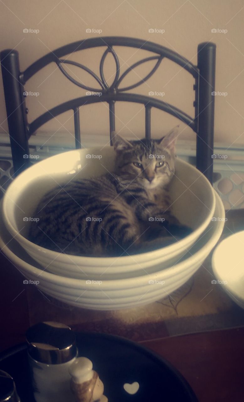 cat chilling in a bowl