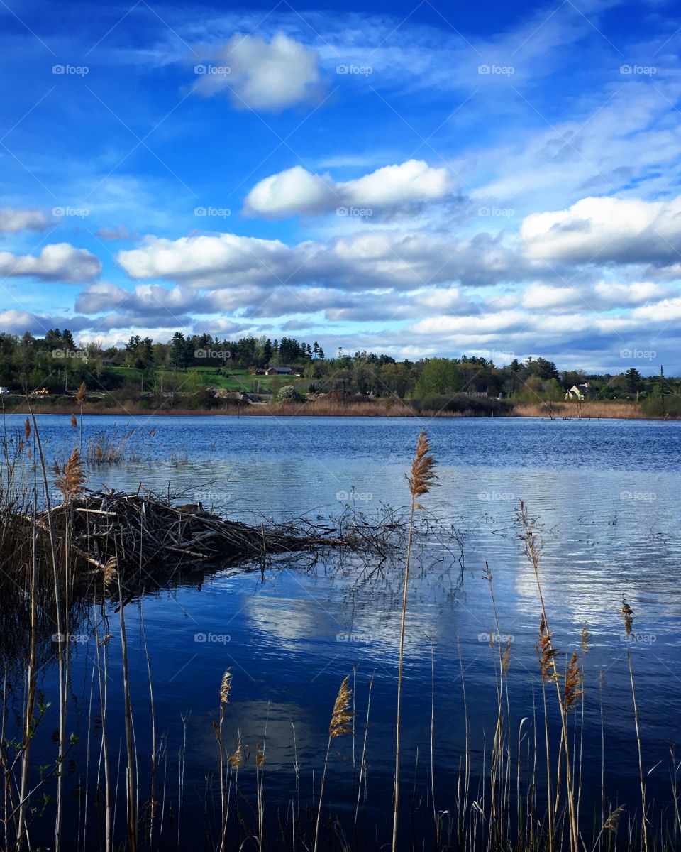 Beaver pond