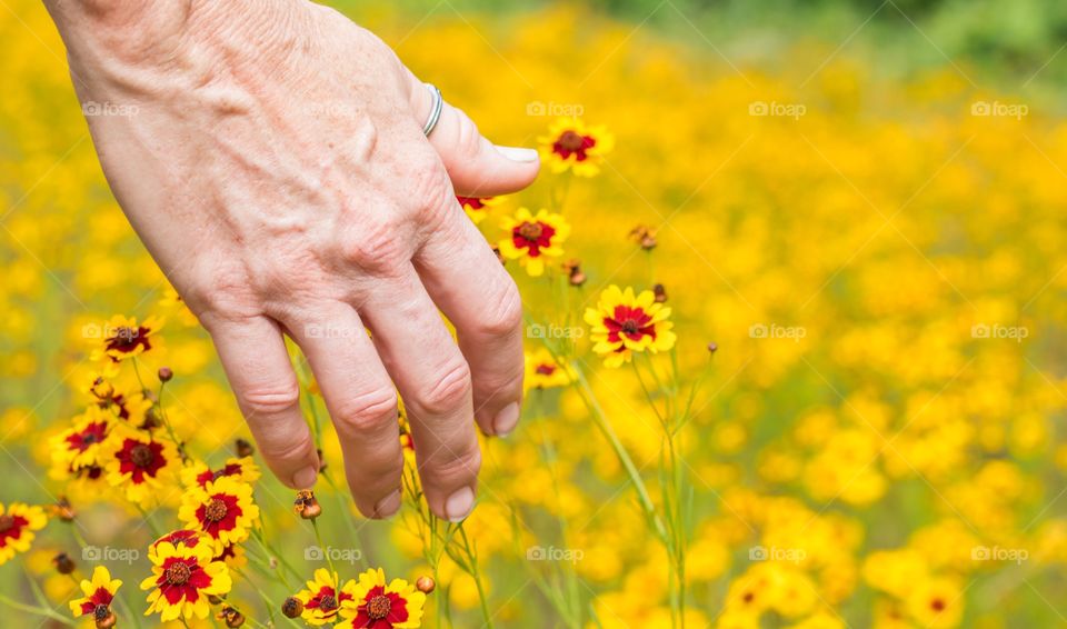 Horizontal photo of the back of a mature Caucasian woman's hand touching bright yellow and red wildflowers in a field of the same wildflowers