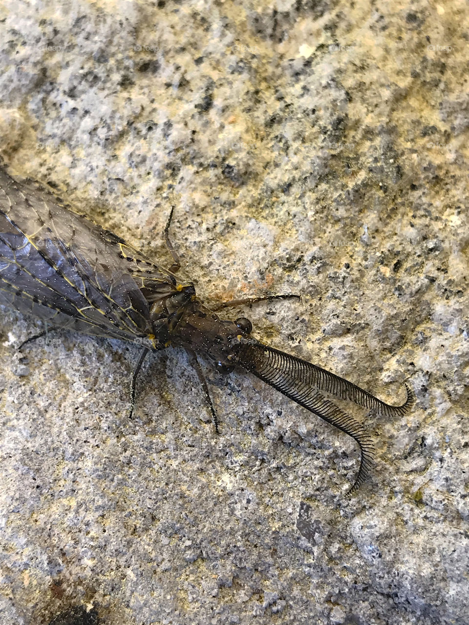 Bug with cool antennae 