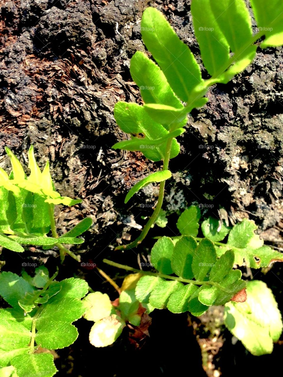 plant and shadow art