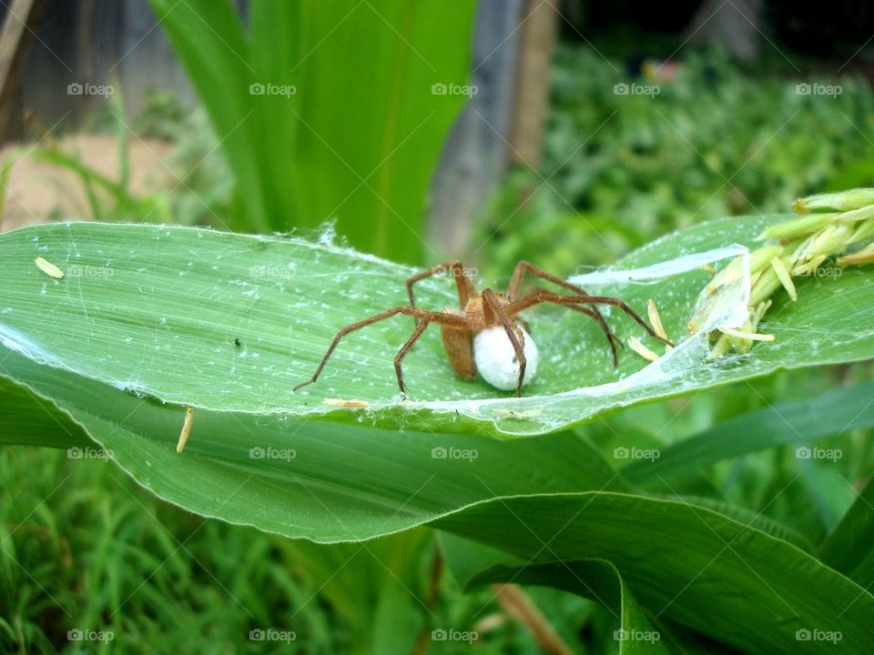 Spider eggs