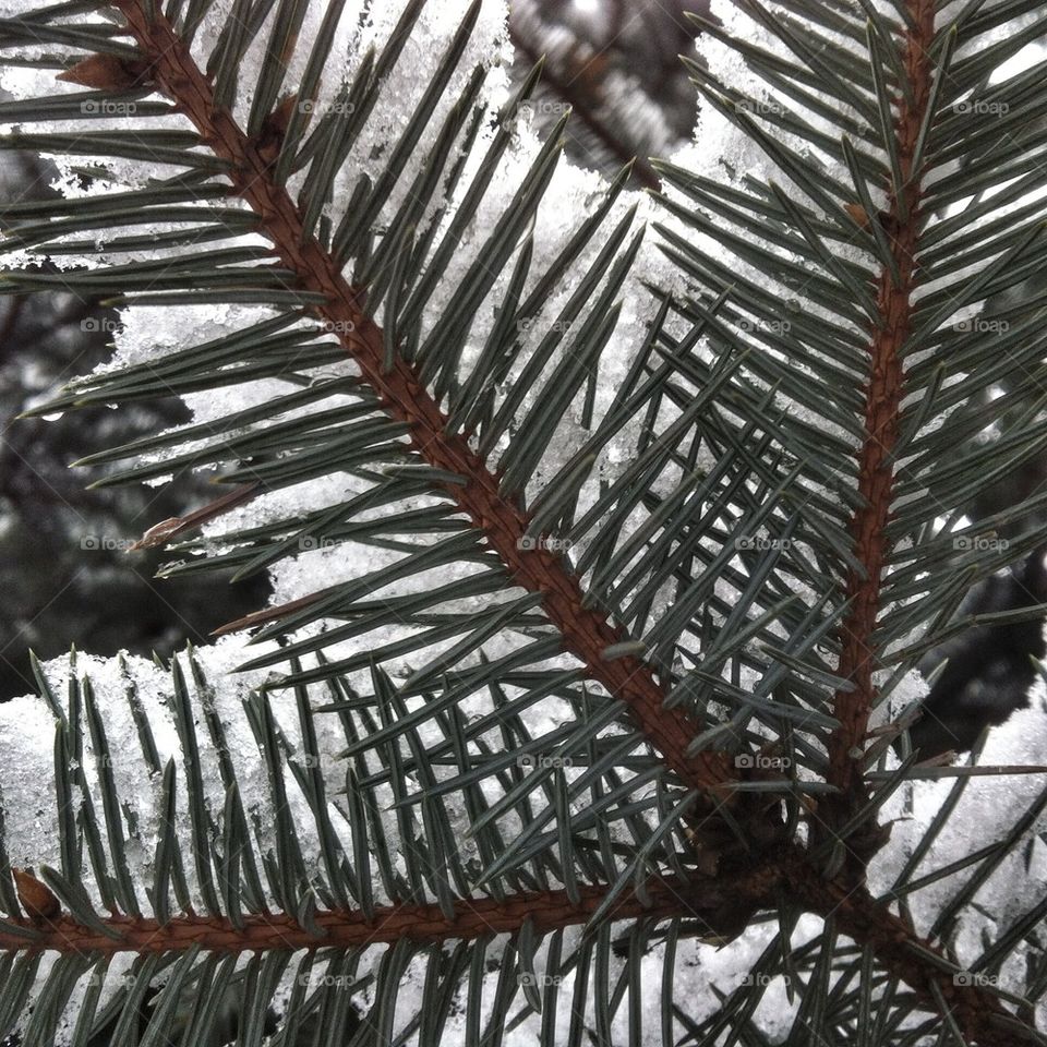 Snow on fir-tree branch