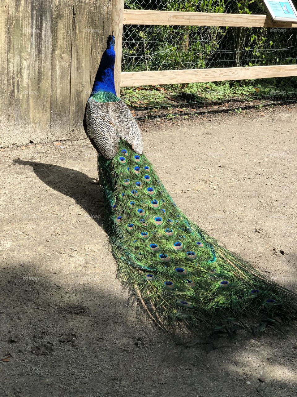 Peacock 