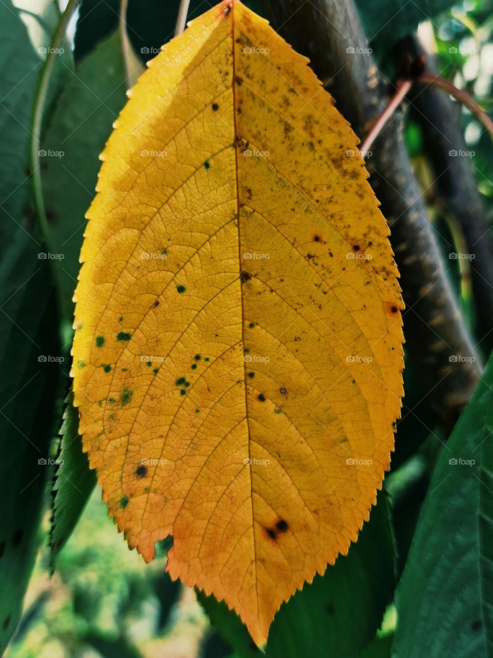 leaf rust