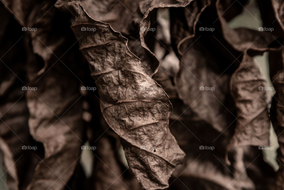 Hanging dry leaves, still stick on the tree trunk