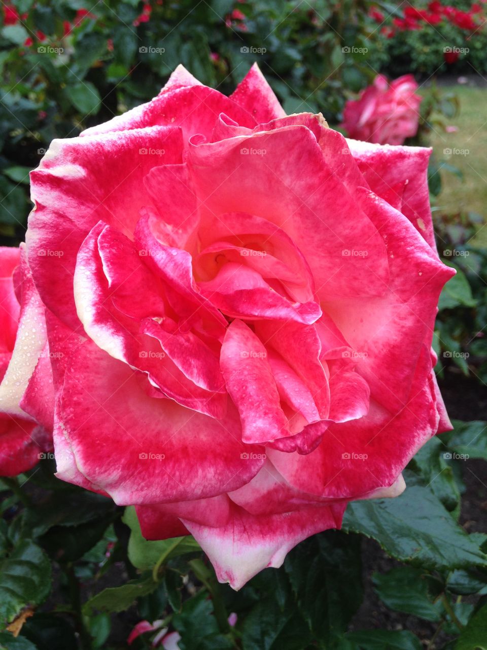 Royal Roses. the queen's garden