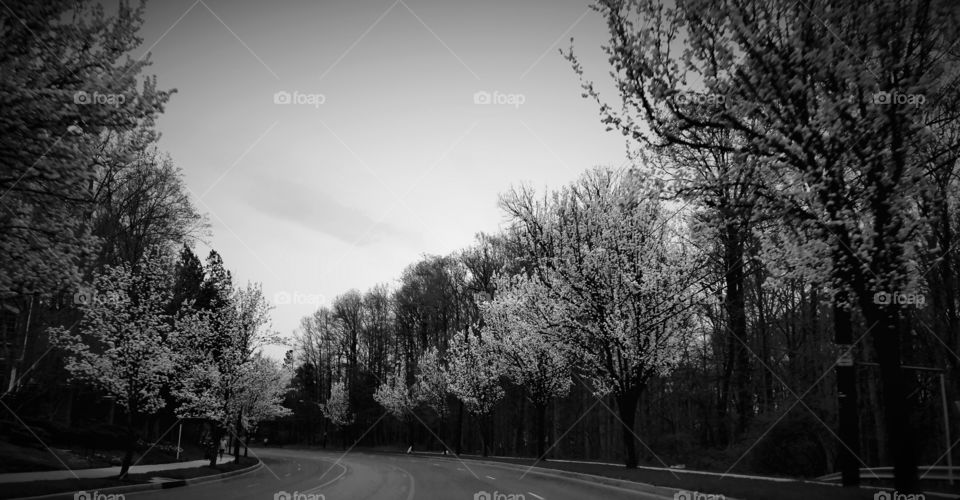 Tree, Landscape, Fog, Road, No Person