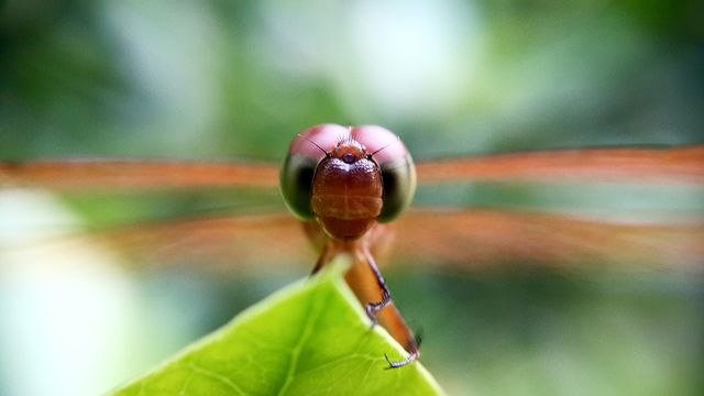 Dragonfly on green leaf