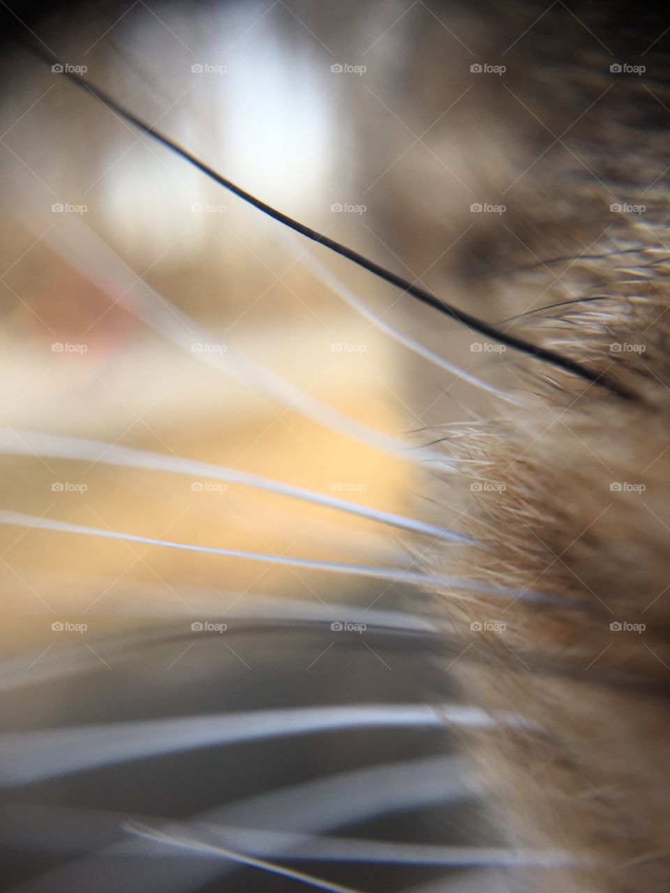 Macro cat whiskers