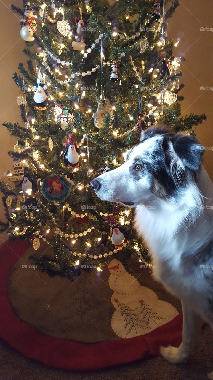 McGee and Christmas tree