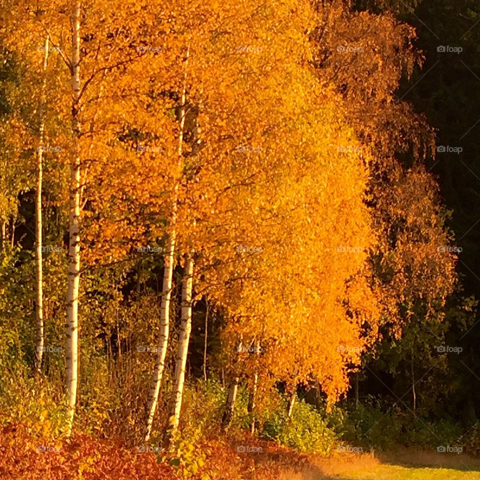 Björkar. Höstfärger