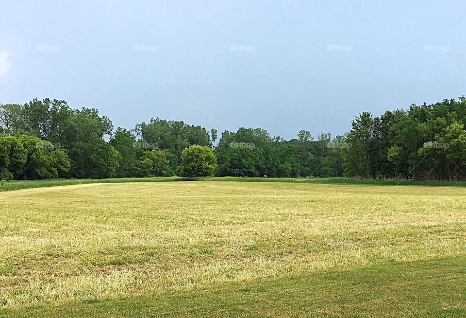 Cut alfalfa field