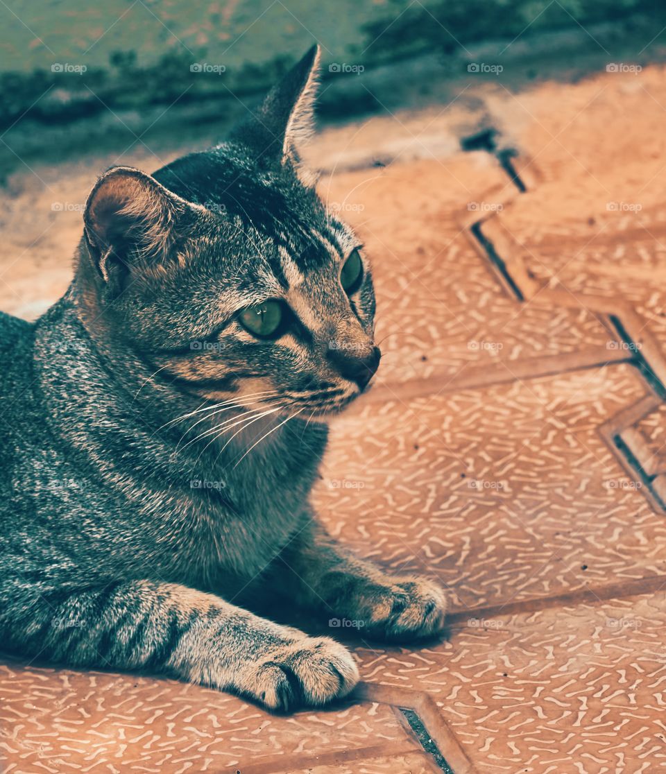 Domestic cat - curious look - Egyptian mau