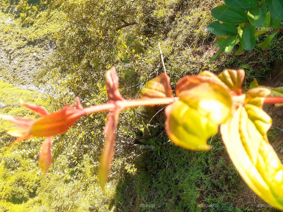 uttrakhand forest view