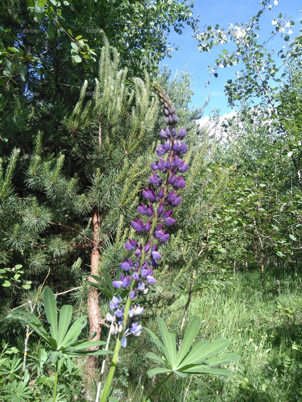 lupine purple flowers in the forest summer time