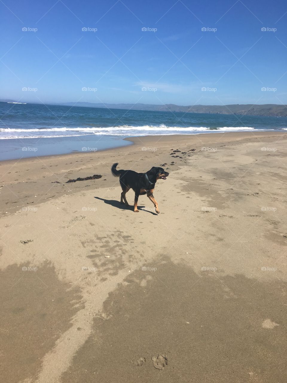 Photo of dog on Dillon’s beach