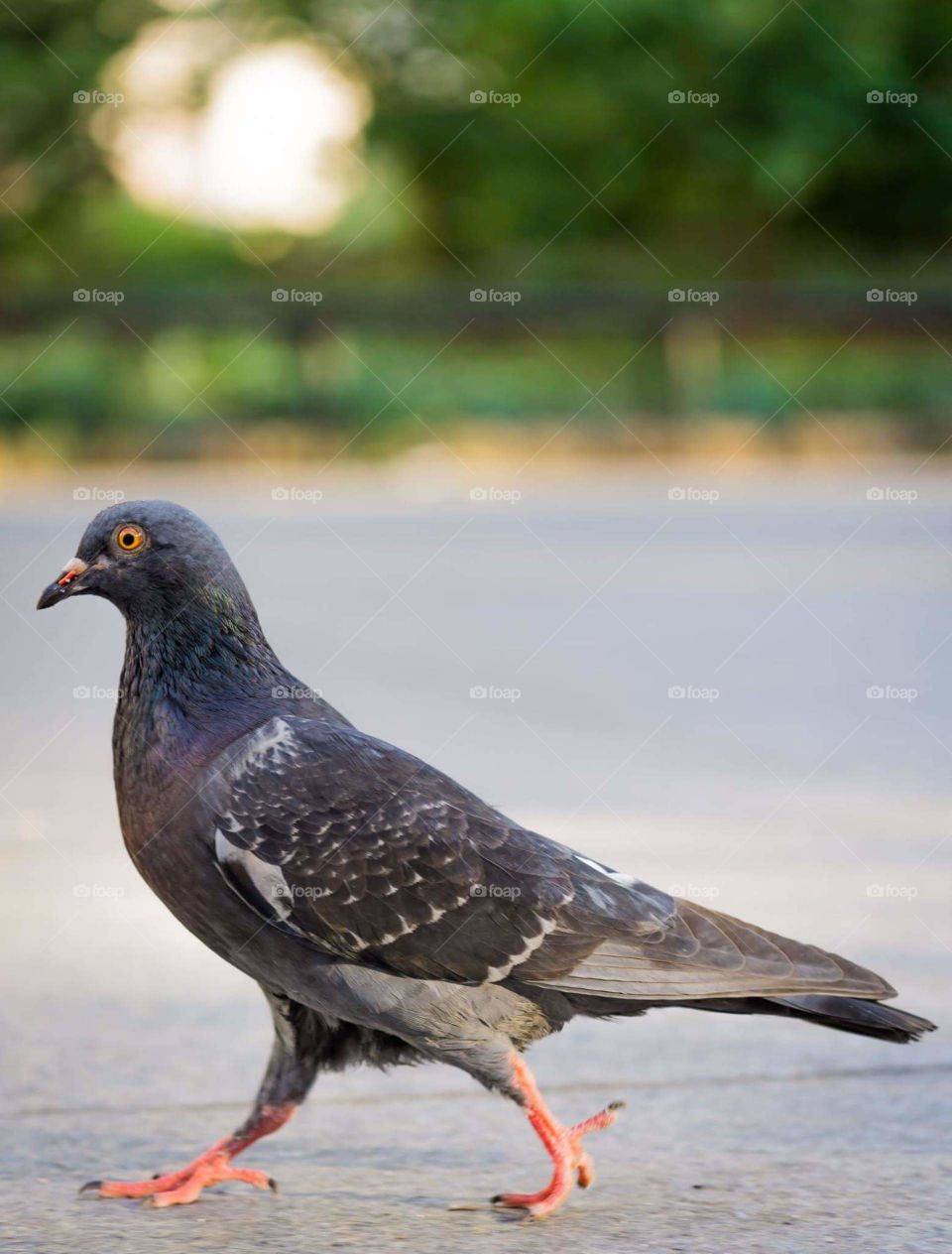 pigeon walking in new york