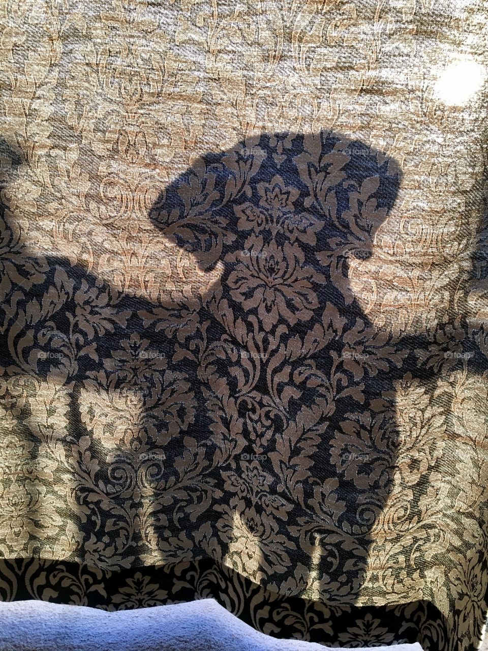 Fabric texture with shadow of Labrador 