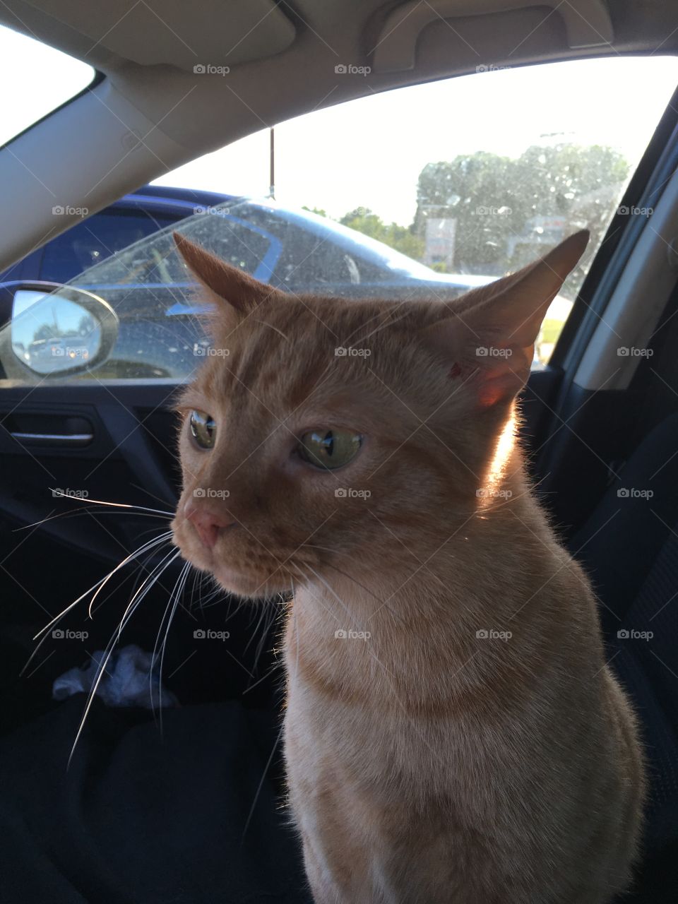 Cat taking a car ride