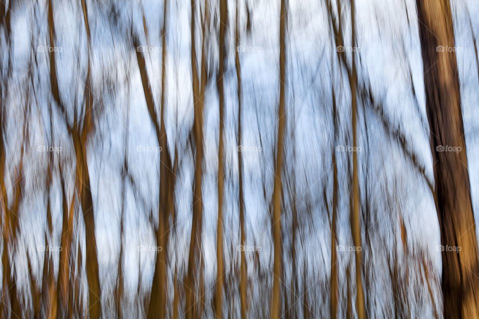 Trees in a fine art form using the motion blur technique