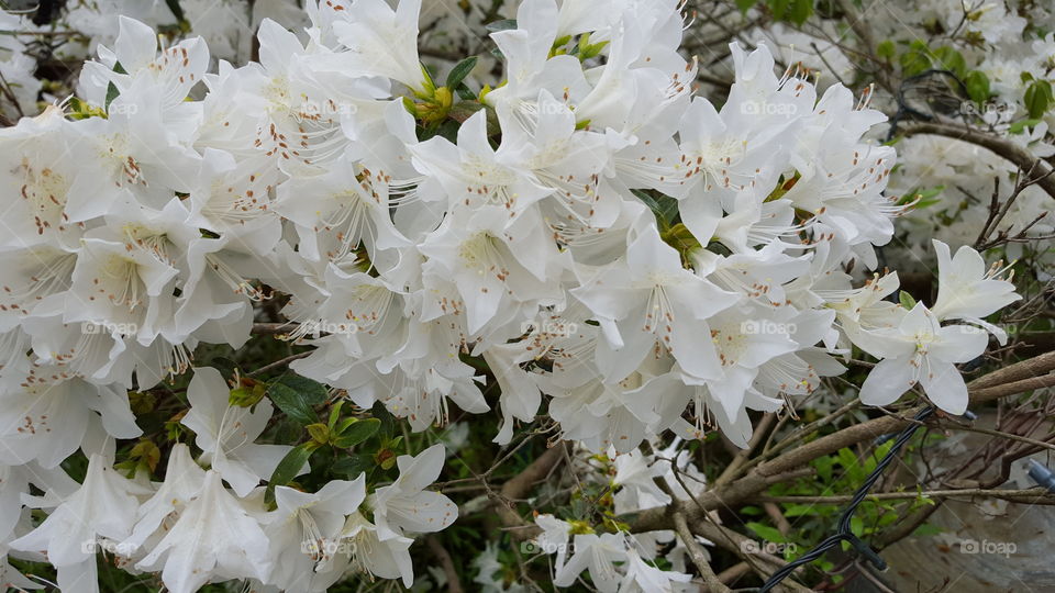 white Azaleas