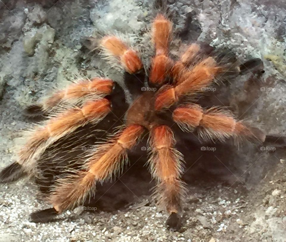 Tarantula . Sd zoo
