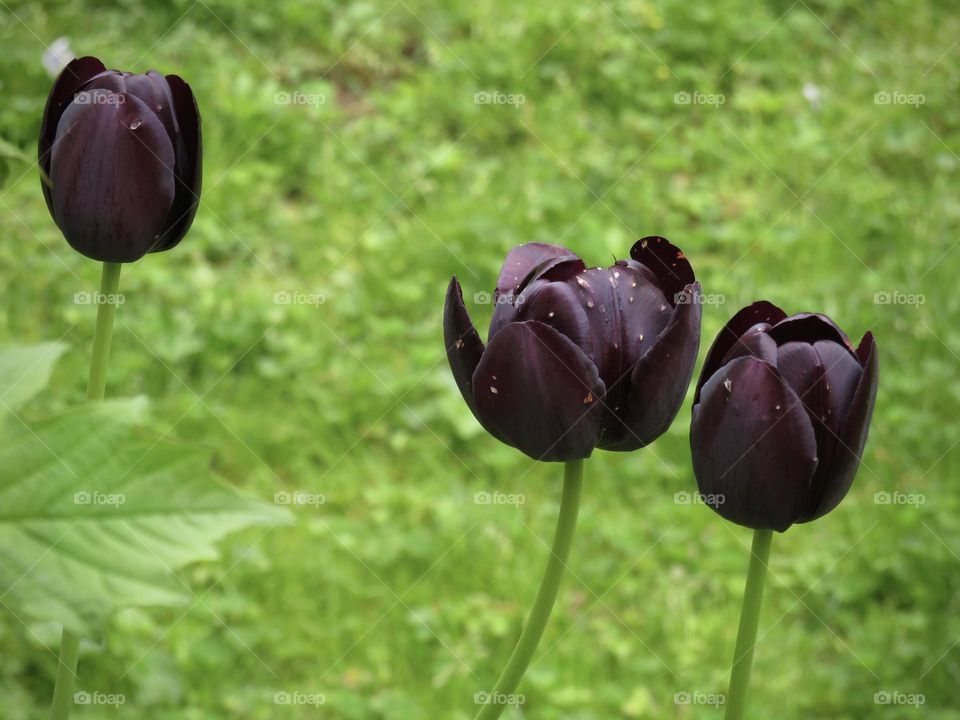 Three deep purple tulips in the garden. 