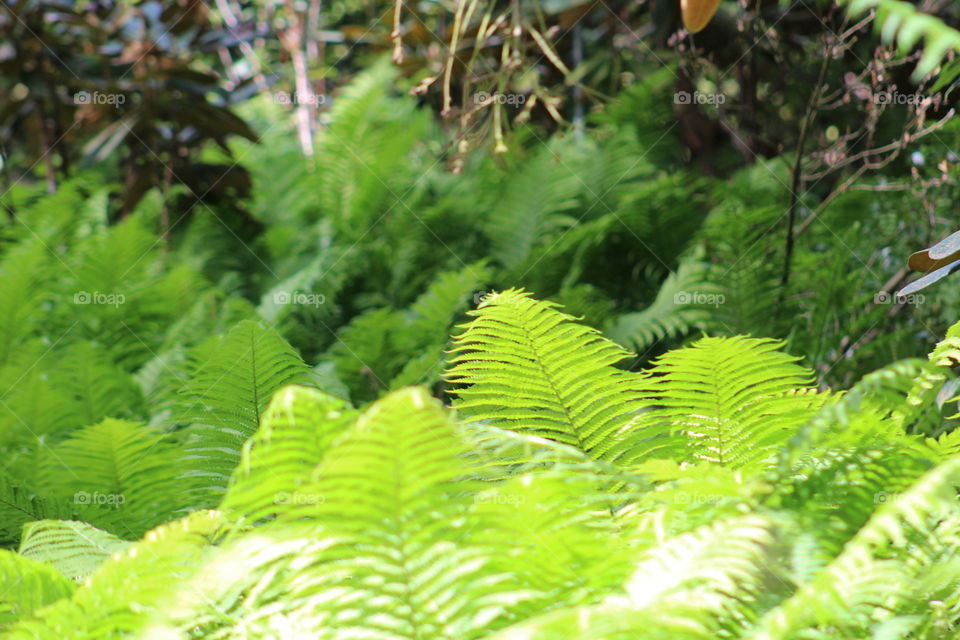 bright green fern field