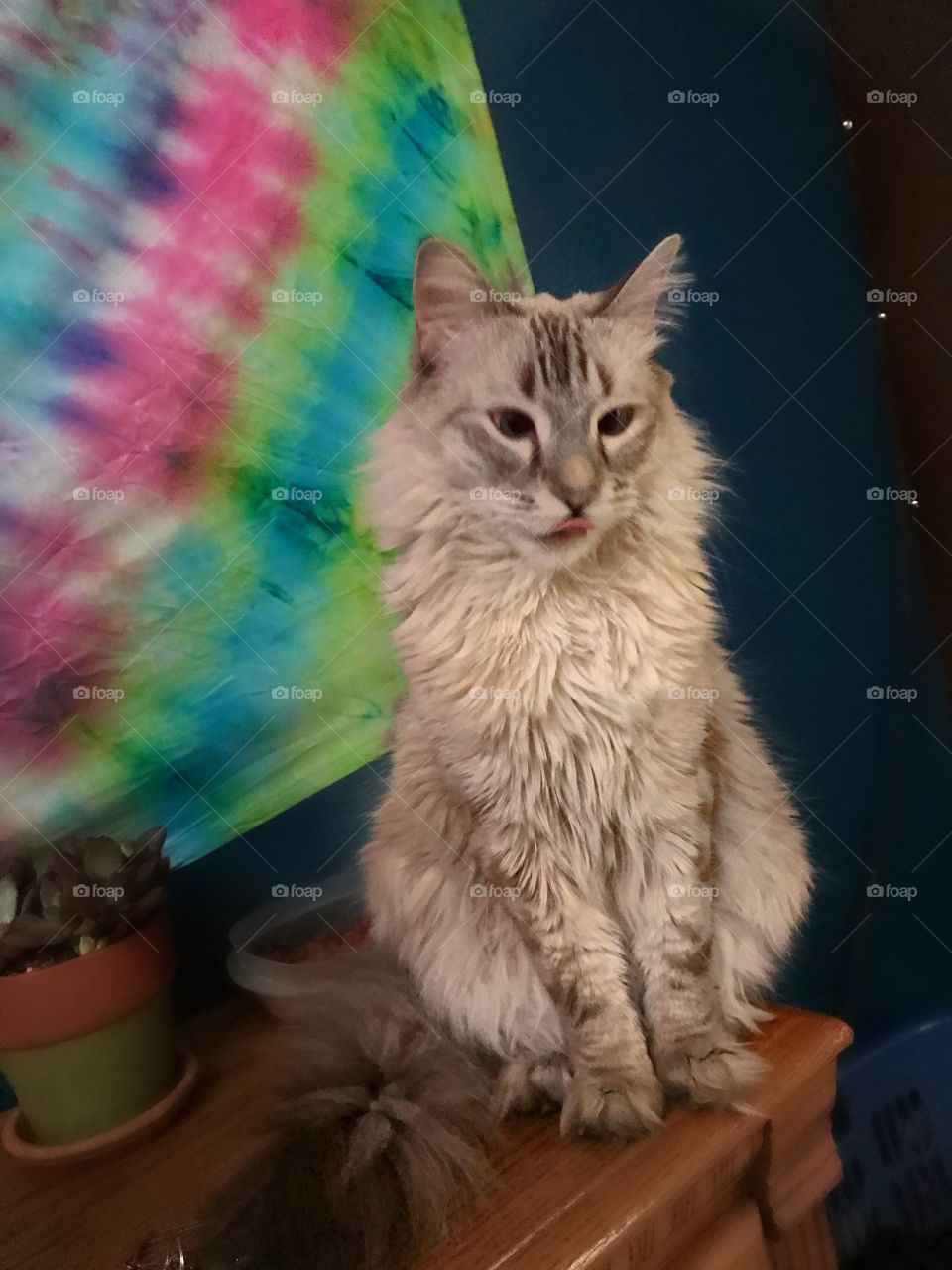 Tongue out cat