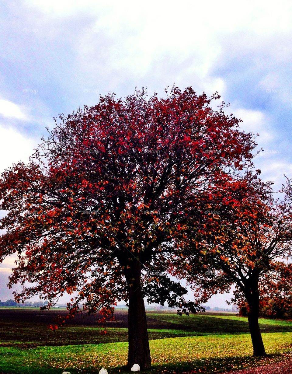 Autumn tree