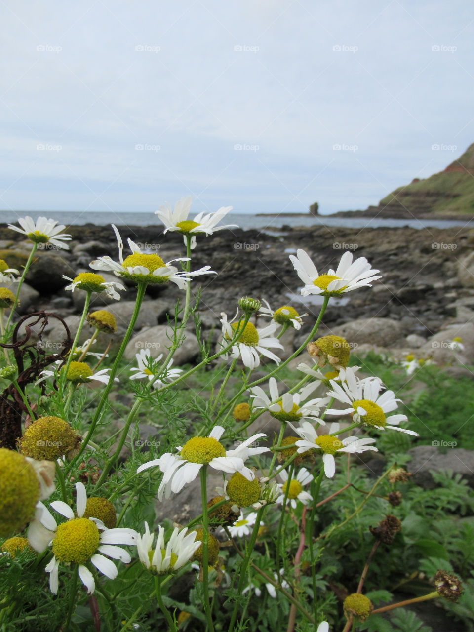 Daisy growing wild at the giants causeway