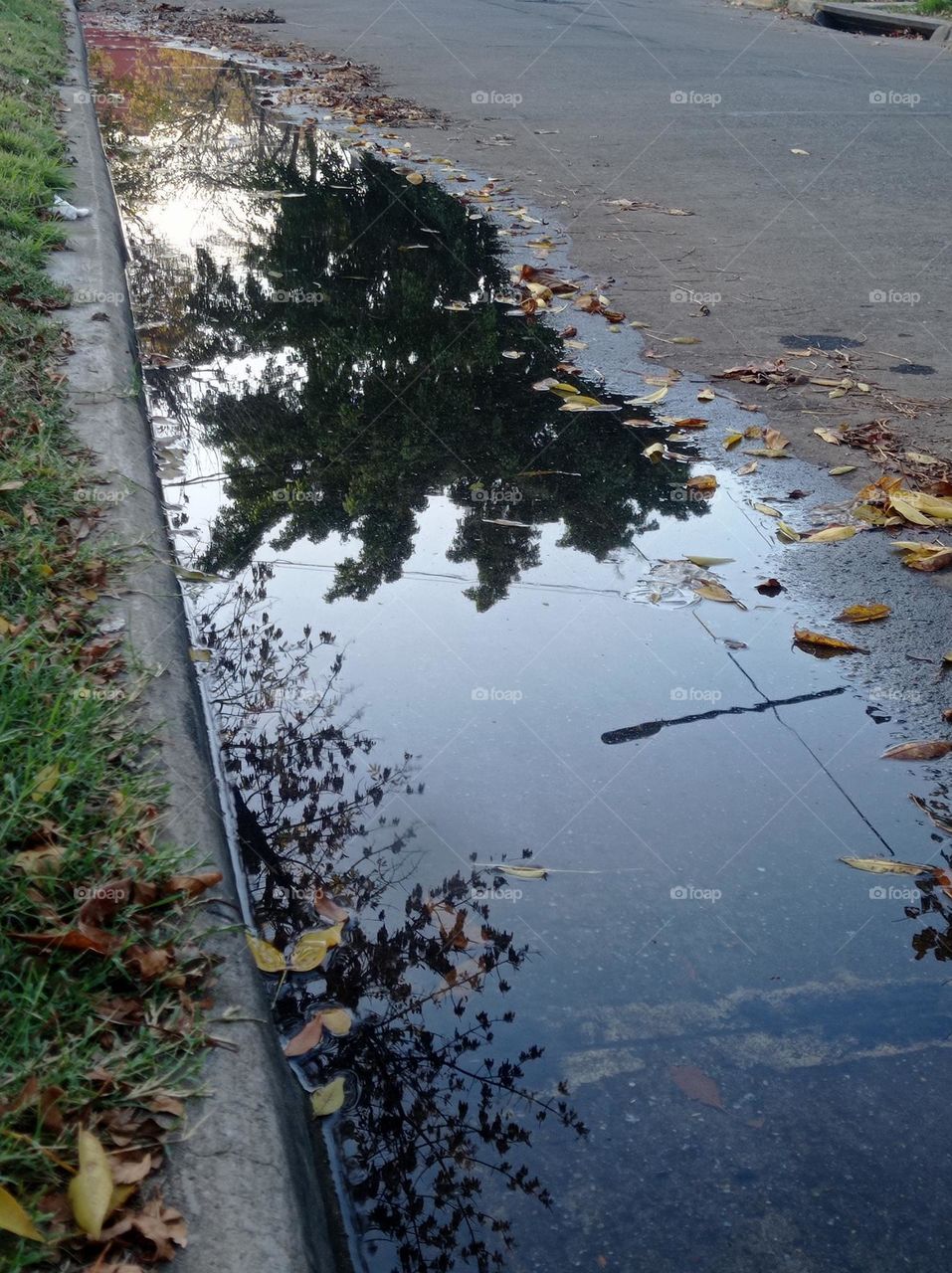 a tree reflected in a puddle. / un árbol reflejado en un charco