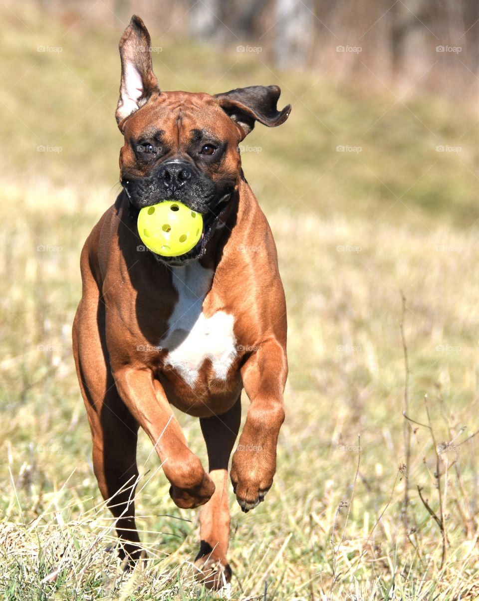 Boxer running with a yellow ball