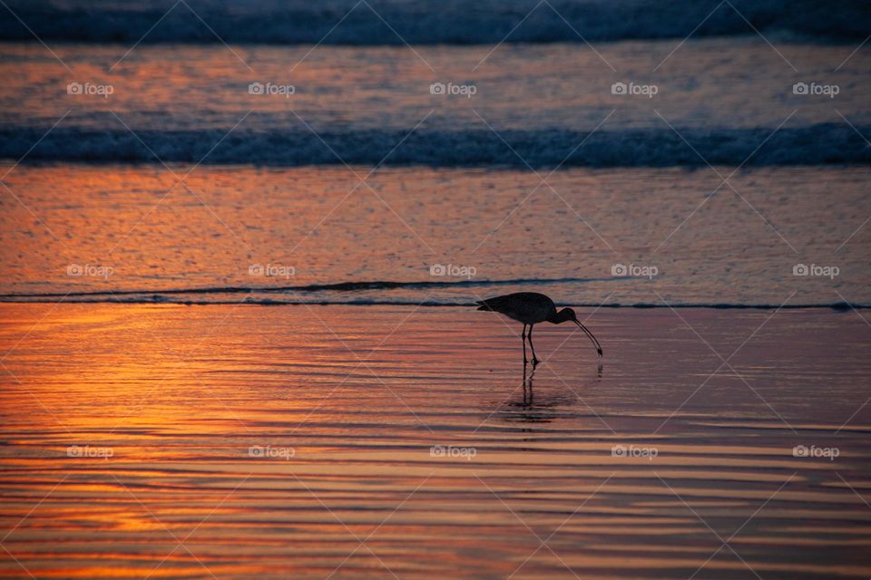 Bird feeding on sea side at sunset 