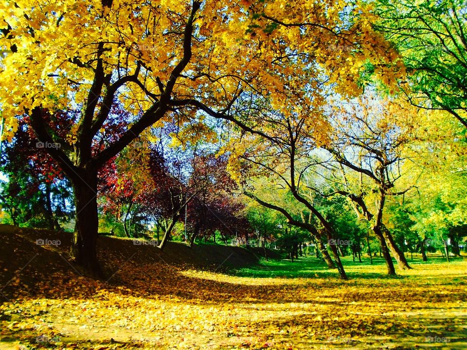 Autumn in the park